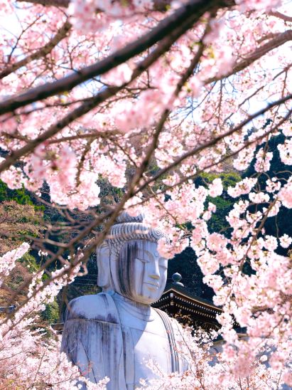 Japan's most beautiful cherry blossom great Buddha at Nara's