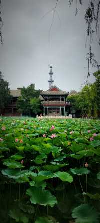 北京盛夏的粉色秘境蓮花池公園太仙了!
