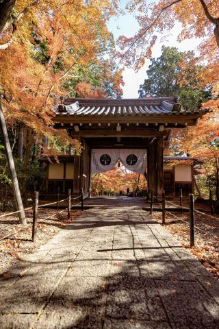 คู่มือการเยี่ยมชมวัดคงโกรินจิในจังหวัดชิงะ สถานที่สวยงามที่ซ่อนเร้นสำหรับการชมใบไม้เปลี่ยนสีในแถบเกียวโต
