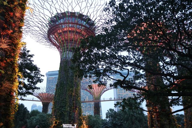 新加坡濱海灣花園｜避開人潮的完美悠遊攻略