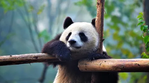 Liburan Tanpa Ribet Kerumunan! Ini Panduan Trip Singkat di Dalam Sichuan. — traveler post in Daying
