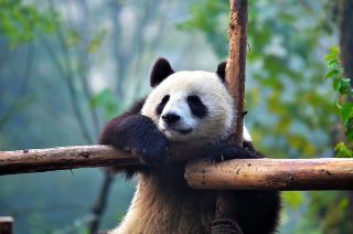 Avoid the crowds this National Day and Mid-Autumn Festival! Here's your guide to short trips within Sichuan