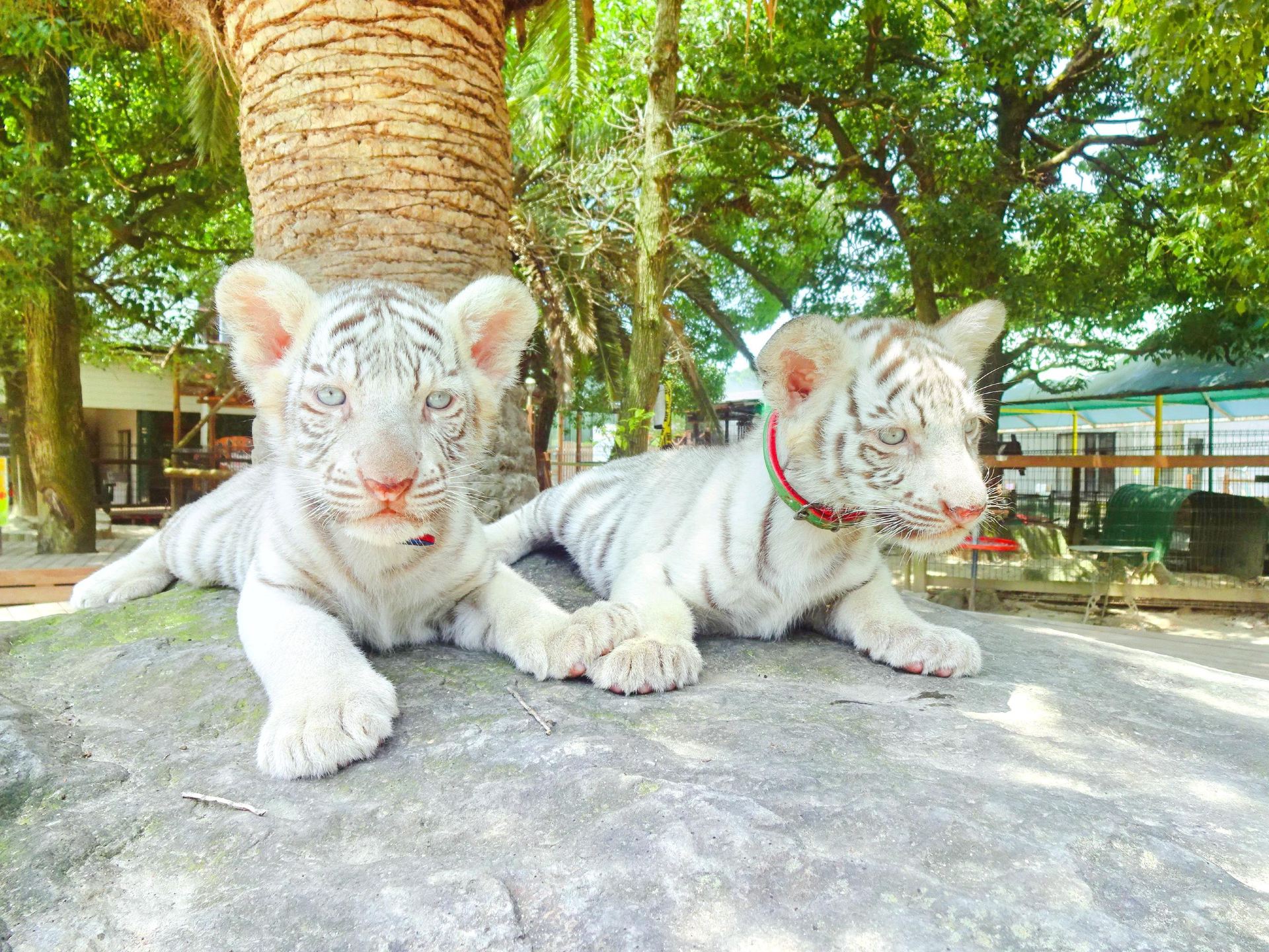 Shirotori Zoo reopens