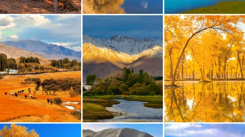Musim gugur di Xinjiang selatan adalah sebuah epik keemasan yang hanya berlangsung selama 20 hari dalam setahun. — traveler post in Bayingolin Mongol Autonomous Prefecture