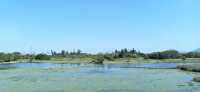 Hong Kong Wetland Park - Wetland and Marshes