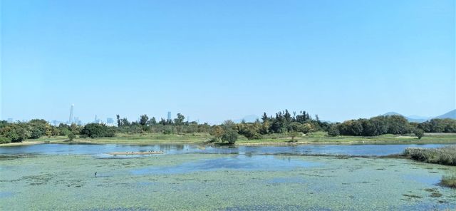 Hong Kong Wetland Park - Wetland and Marshes