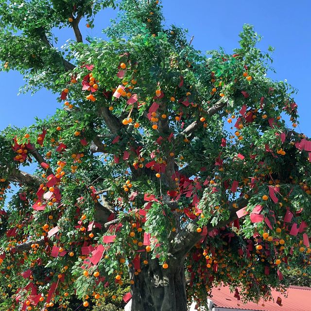 大年初三 去一趟香港林村 為新一年祈願🍊❤️