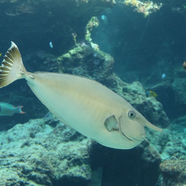 รีวิว - Okinawa Churaumi Aquarium @ญี่ปุ่น 🇯🇵