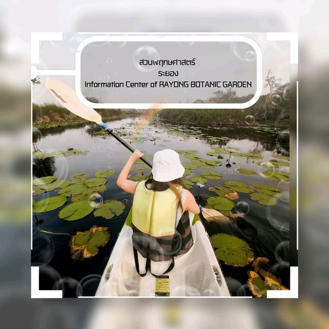 สวนพฤกษศาสตร์ระยอง พายคายัคชมธรรมชาติ 🐟🌳🌲