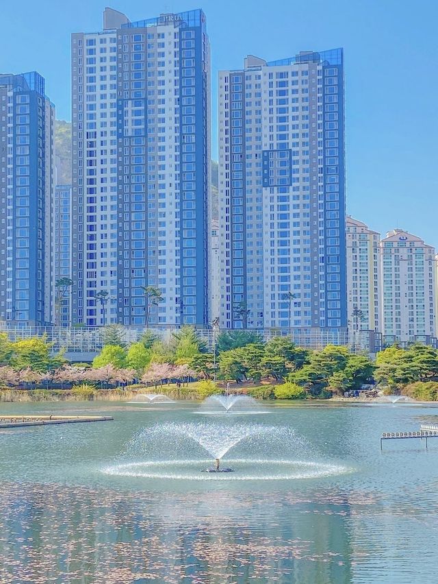 튤립과 벚꽃, 김해 연지공원💛