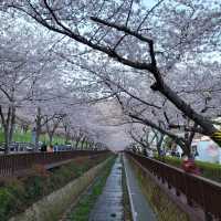 夜櫻推介去余佐川櫻花徑🌸 