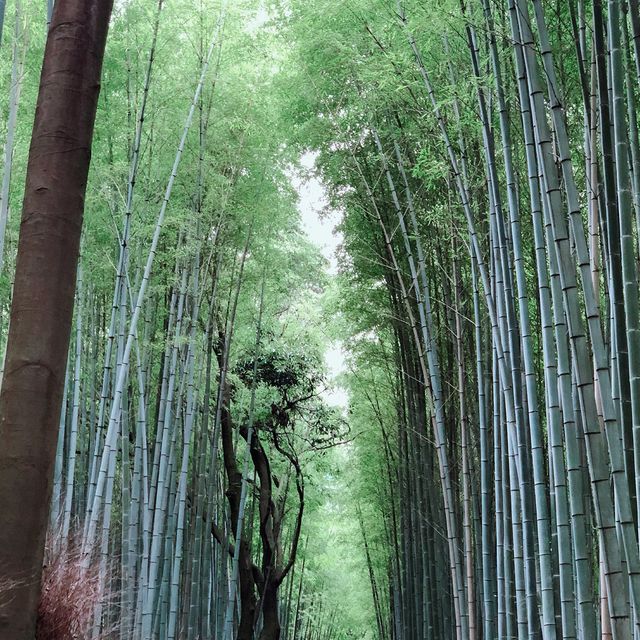 【京都】と言えば嵐山、金閣寺、清水寺