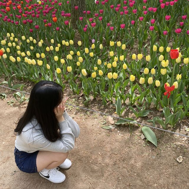 서울숲,예쁜 튤립이 활짝