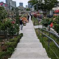 中之島バラ園、散り始めた薔薇も有り、それはそれで風情が有って良い。