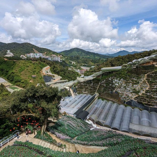 A Crowd Pleaser: Cameron Highlands Flora Park