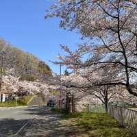 東京近郊景點 – 秩父羊山公園