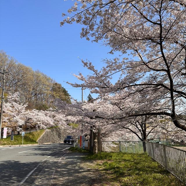 東京近郊景點 – 秩父羊山公園