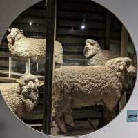 Amazing wool Museum
