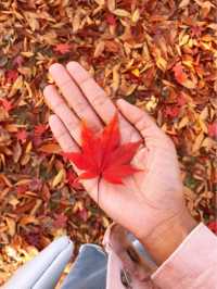 one of the prettiest autumn foliage in seoul