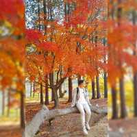 Nami Island Stunning Foliage