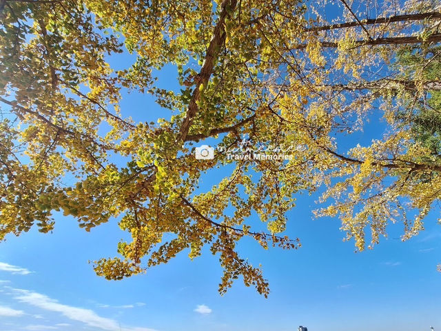 Asan Gingko Tree Road 🍂
