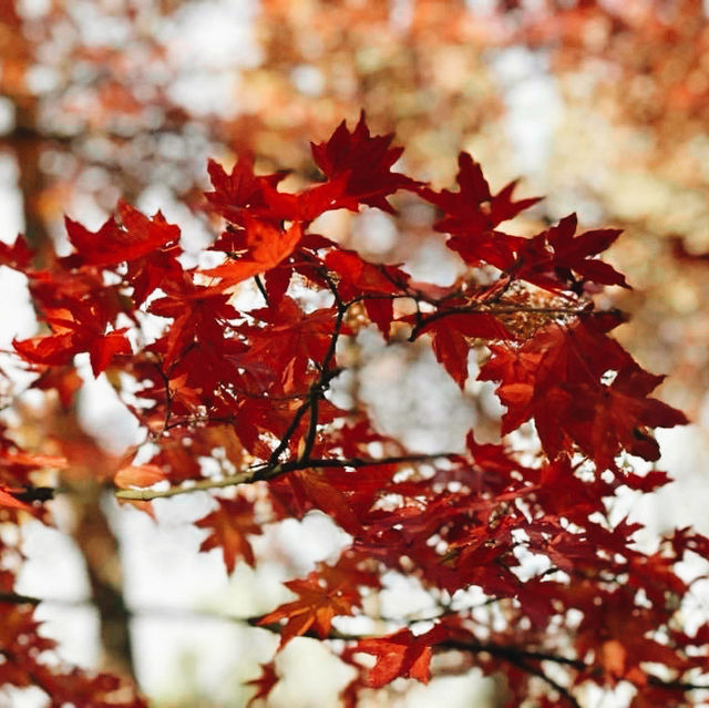 Autumn in Sifang Art Museum China