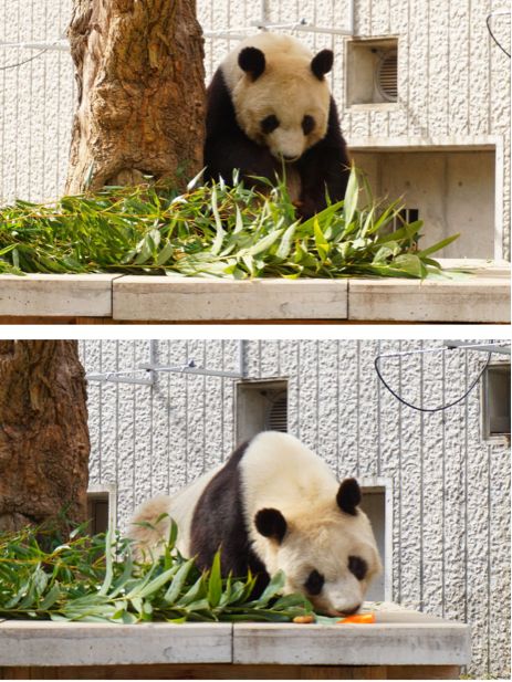 阪急電車の駅からすぐ！王子動物園