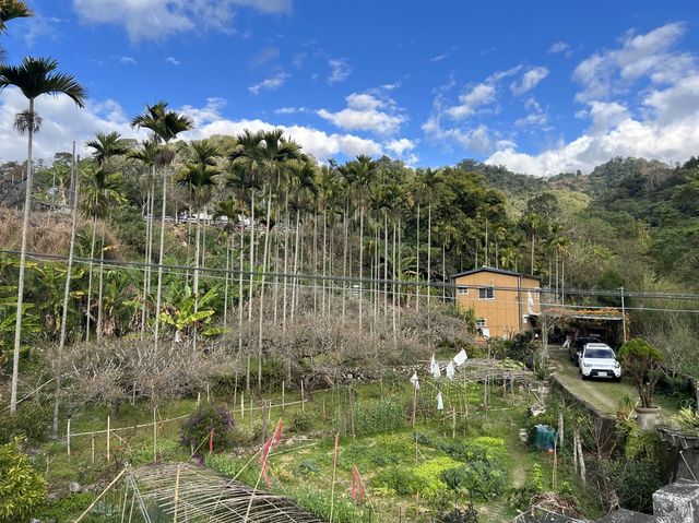 新社過年景點｜梅花隧道森林，還有販售好吃的產地葡萄