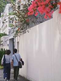 香港 | 春日裡的三角梅 尋找街邊春色