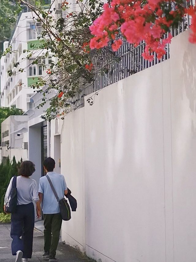 香港 | 春日裡的三角梅 尋找街邊春色