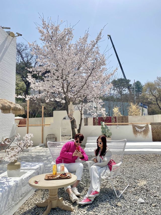 🌸경기도 하남에 있는 발리감성 벚꽃뷰 카페 🌸