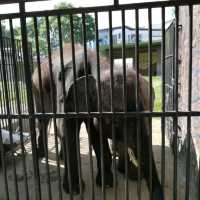 Incredible Johor Zoo