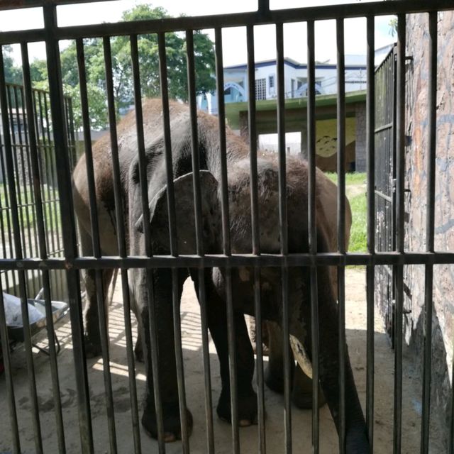 Incredible Johor Zoo