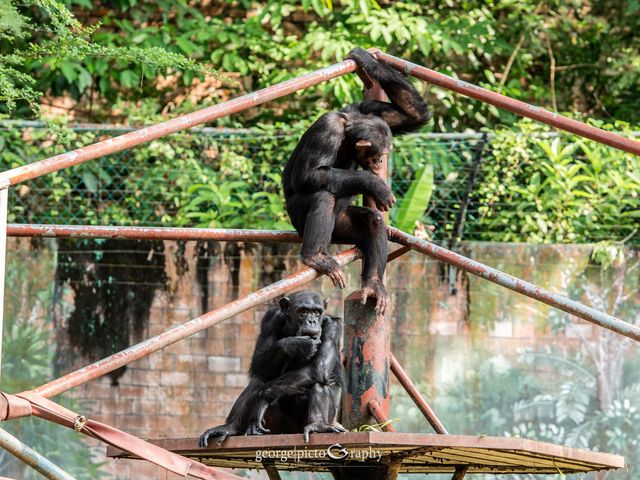 Zoo Negara@Kuala Lumpur, Malaysia