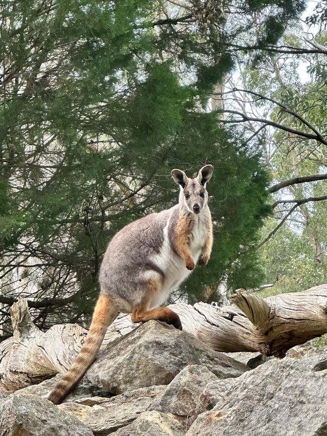 Solo trip to Cleland Wildlife Park. 