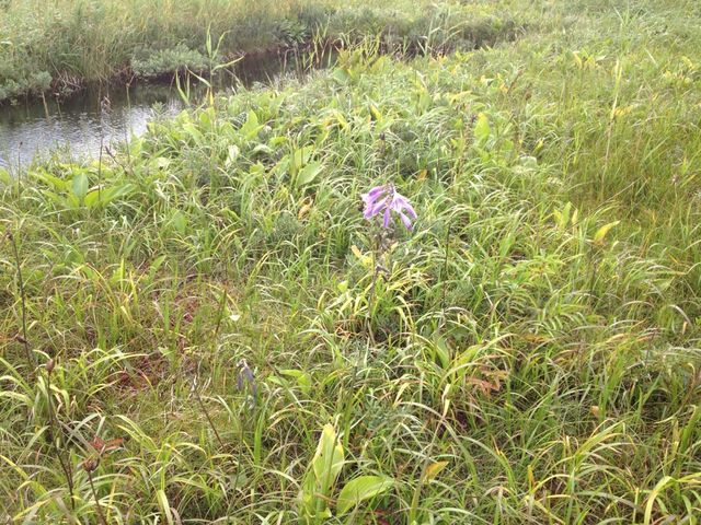北海道　北海道観光　北海道らしい風景　サロベツ原生花園で和む！