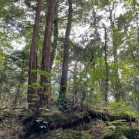 富岳風穴 WIND CAVE