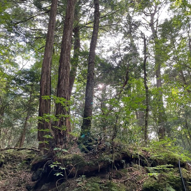 富岳風穴 WIND CAVE