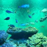 📍葛西臨海水族園