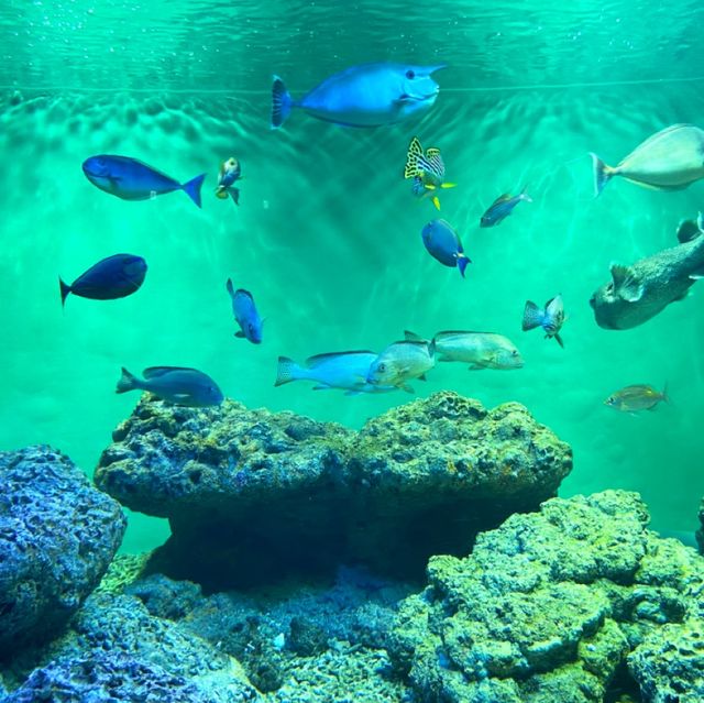 📍葛西臨海水族園