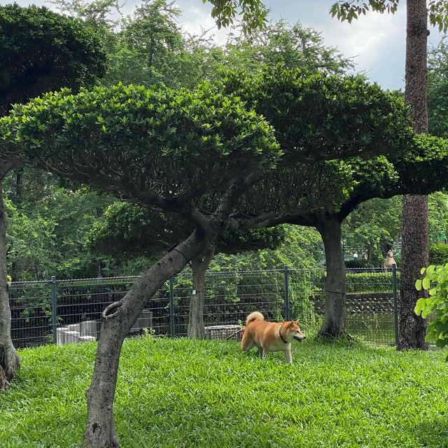 台中公園🐕