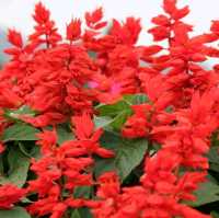 Sea of Flowers in Xinshe