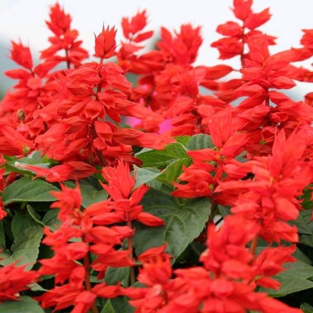 Sea of Flowers in Xinshe