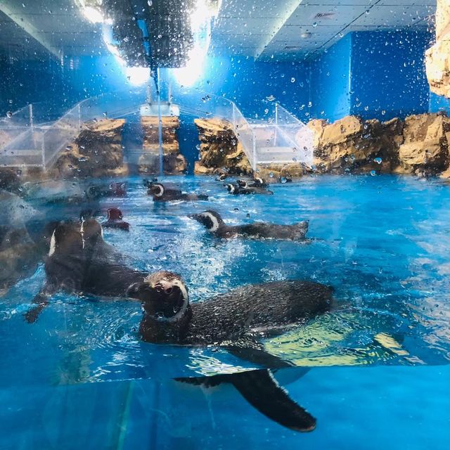 桃園｜🐧💙可愛企鵝篇📍 Xpark