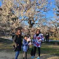 Plum tree garden in March 