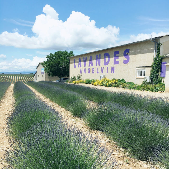 Breathtaking lavender fields in Provence FR