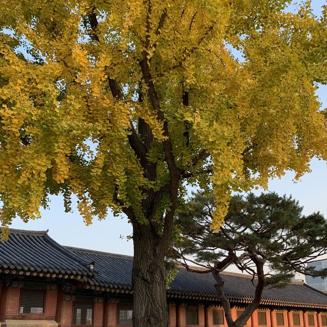 고즈넉한 경복궁.. 가을에 더 예쁜거 아셨나요?🤎🍁