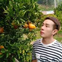 สวนส้มชไมพร🍊🍊