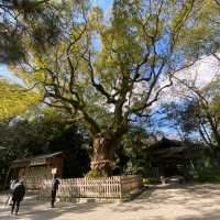 熱田神宮中的千年神樹【大楠】