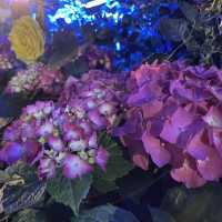 返嚟啦，返嚟啦，2023香港🌸🌹🌻花卉展覽